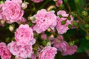 Rosier Fairy Pot C3.6L XL  ** Résistant et très florifère **