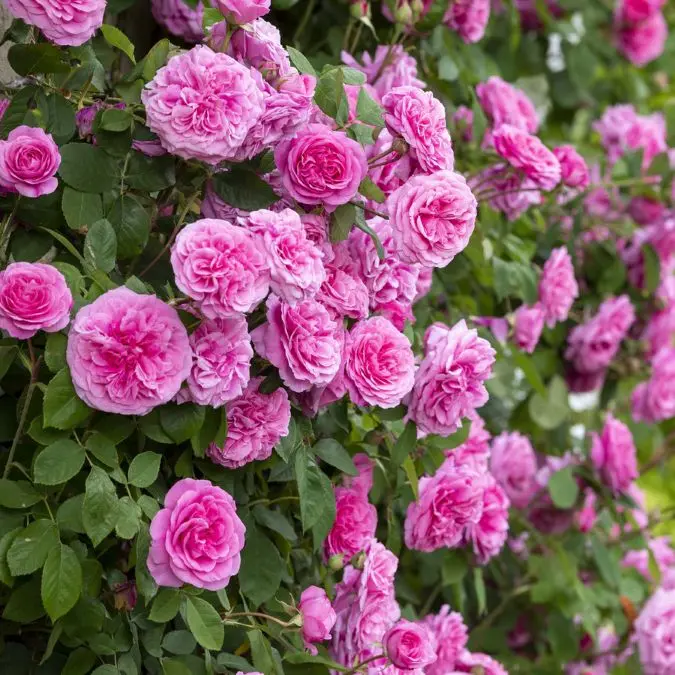Rosier Gertrude Jekyll Pot