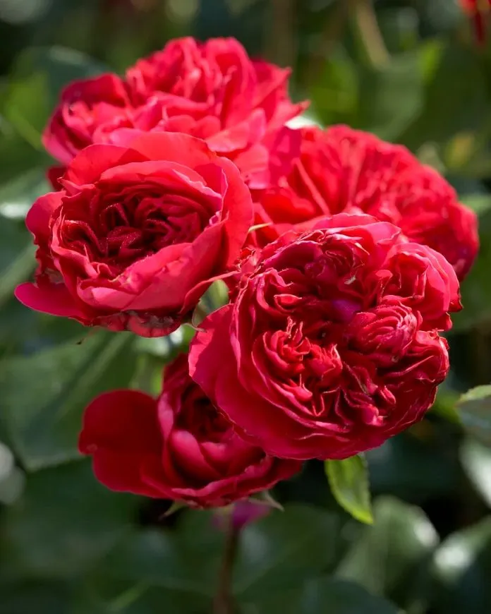 [112261] Rosier Leonardo Da Vinci RED Pot C5Litres