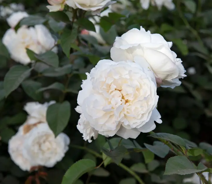 [123398] Rosier Winchester Cathedral Pot. Rose anglaise.