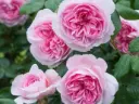 Rosier The Ancient Mariner Pot C6 Litres XL