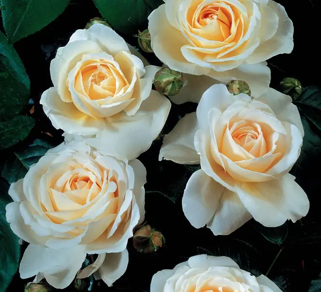 Rosier Covent Garden Pot C6Litres **Parfumé **