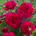 Rosier Thomas A. Becket Pot C5Litres - ** Idéal pour mi-ombre à ombre légère **