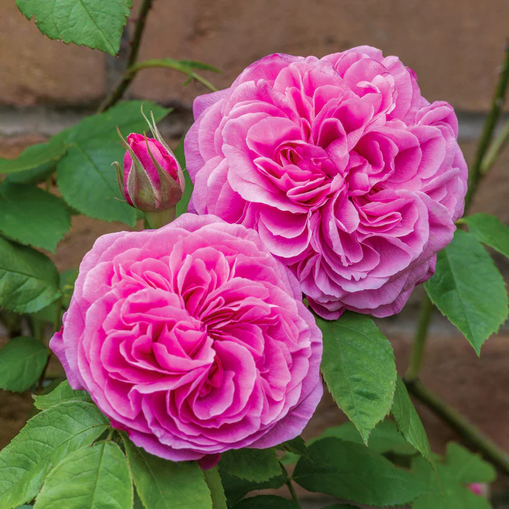 Rosier Gertrude Jekyll Pot VP6