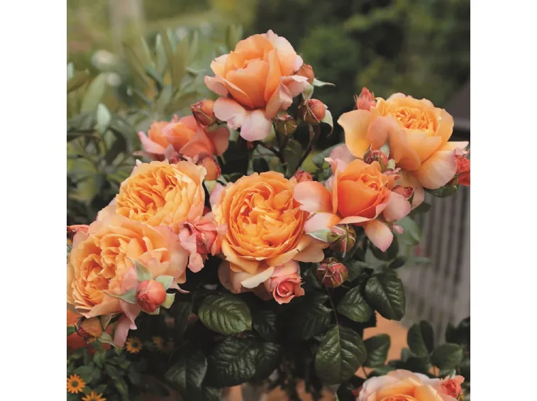 Rosier Capri Pot C5Litres ** Très parfumée **