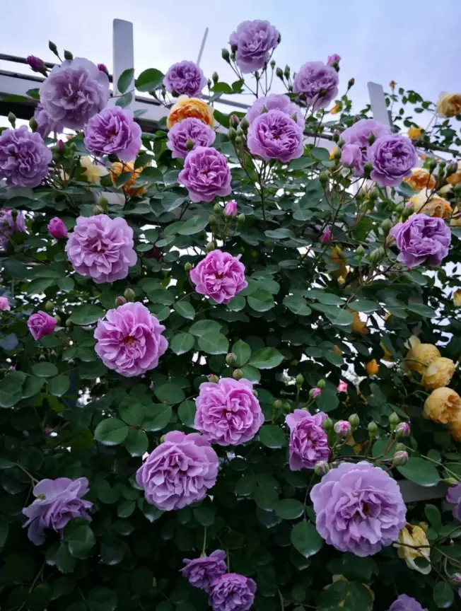 Rosier Saphir Grimpant  Pot C5Litres
