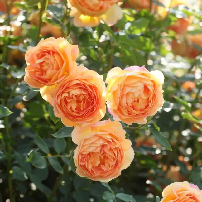 Rosier Lady of Shalott Pot C3Litres
