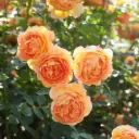 Rosier Lady of Shalott Pot C3Litres