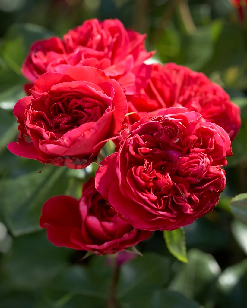 [136741] Rosier Leonardo Da Vinci Red Pot P19