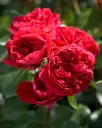 Rosier Leonardo Da Vinci Red Pot P19