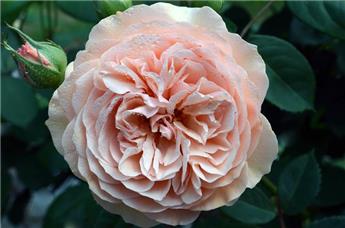 Rosier Leander (Auslea)