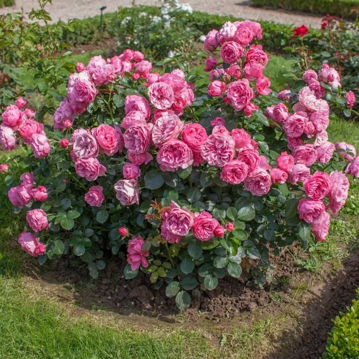 Rosier Leonardo Da Vinci Rose Pot C3.5
