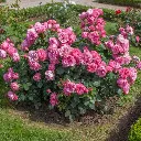 Rosier Leonardo Da Vinci Rose Pot C3.5