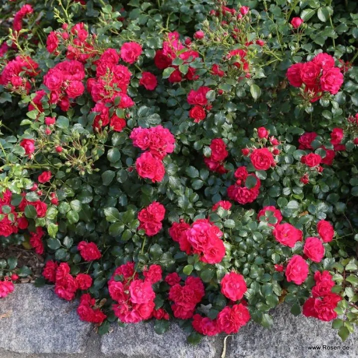[104358] Rosier Toscana® Pot