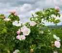 Rosier Rosa Canina JPL RN *** Remise importante à partir de 10 plantes **