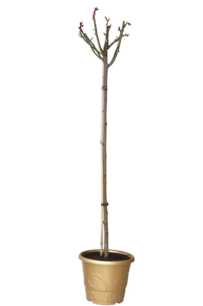 [136467] Rosier Fairy White ou Fairy Crystal Tige 90 cm