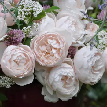 [143636] Rosier La Sauvagine Terre et Passion Pot C5Litres ** Parfumé **