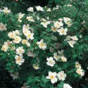 Rosier Nevada Pot C4Litres