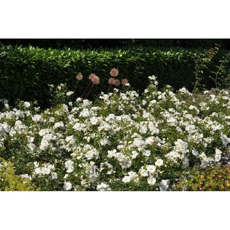 Rosier Schneeflocke Buisson Pot P19cm ** Parfuméé *