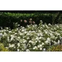 Rosier Schneeflocke Buisson Pot P19cm ** Parfuméé *