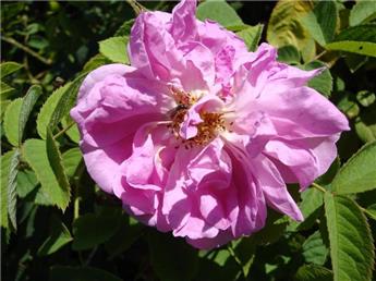 Rosier Damascena Quatre Saisons Pot