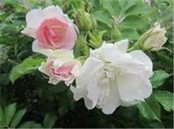 Rosier Rosa rugosa Kamtchatika ** Très parfumé **
