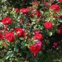 Rosier Caracho® Pot P17cm