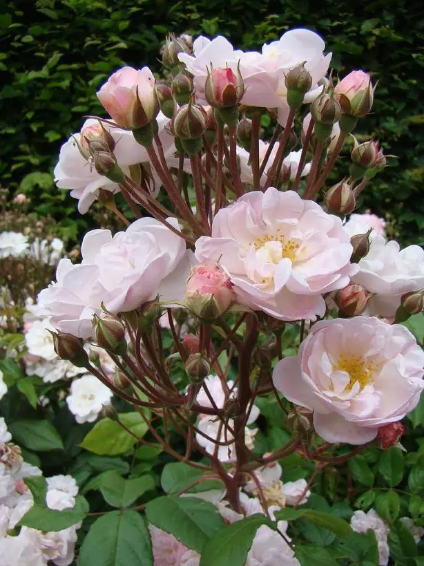 Rosier Jean Stephenne Pot