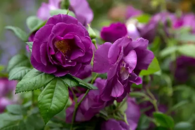 [140691] Rosier Rhapsody In Blue Pot