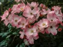 Rosier Rush Pot C3.5