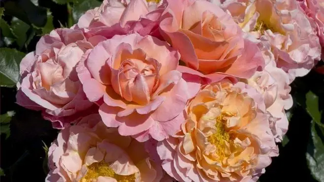 Rosier Marie Curie Pot C3