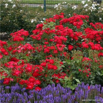 Rosier Black Forest Pot
