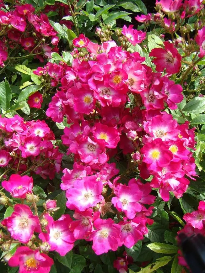 Rosier Ballerina Red Pot C2L