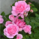 Rosier Centenaire De Lourdes rose Pot