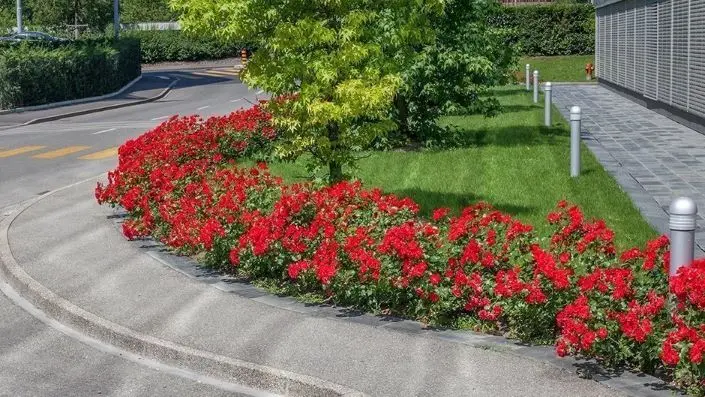 Rosier La Sevillana Plus Pot ** floraison exceptionnelle **