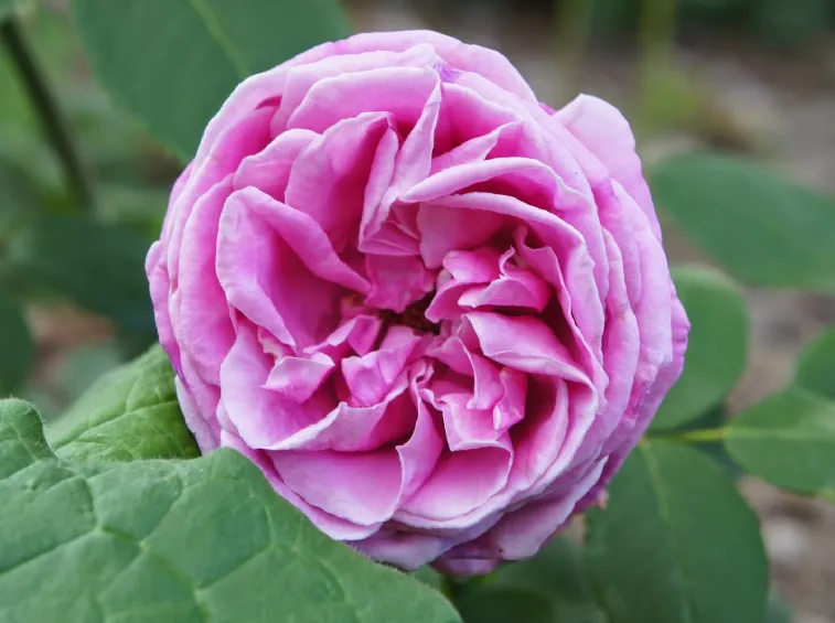 Rosier Liparfum C3.5