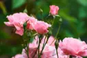 Rosier Queen Elisabeth Pot C3