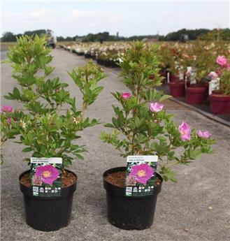 Rosier Rosa rugosa JAM A LICIOUS Pot C3.6Litres ** Très parfumé **