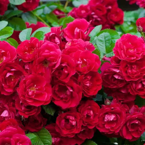 Rosier Fairy Red
