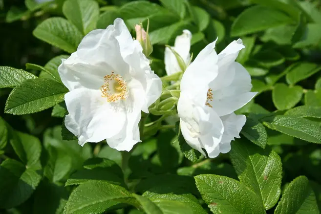 Rosier Rosa rugosa Alba Pot C3 ** Très parfumé **