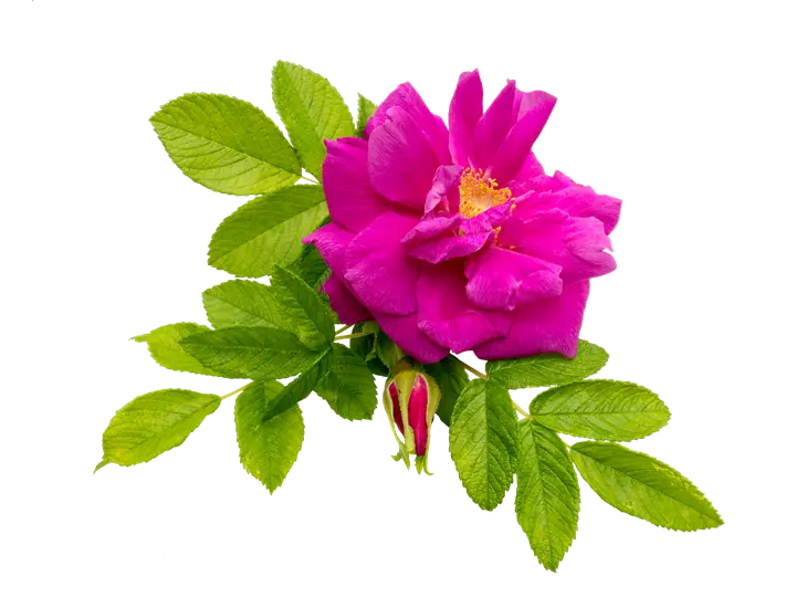 Rosier Rosa rugosa Passion Rokoko Pot ** Très parfumé **