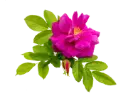 Rosier Rosa rugosa Passion Rokoko Pot ** Très parfumé **