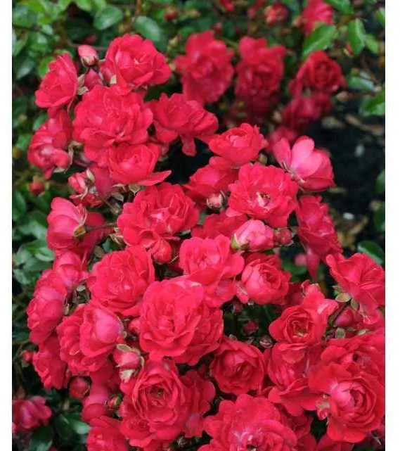 Rosier Fairy Queen Pot