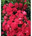 Rosier Fairy Queen Pot