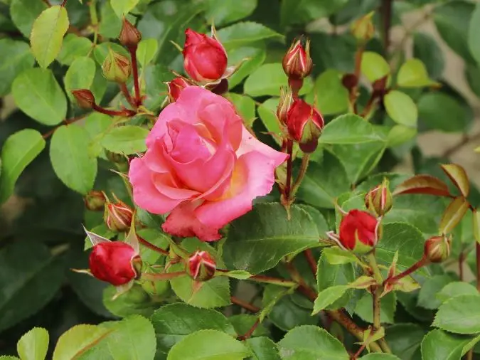 Rosier Lichtblick Pot C3L