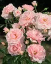 Rosier Rose de Beaune Pot C5Litres ** Parfumé **