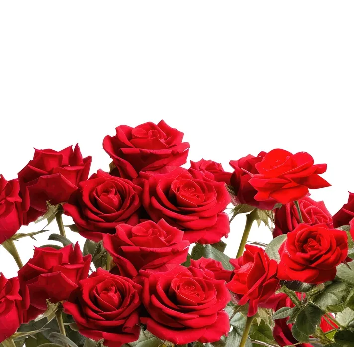 [137271] Rosier Sorrento Pot C3 ** Couvre sol **