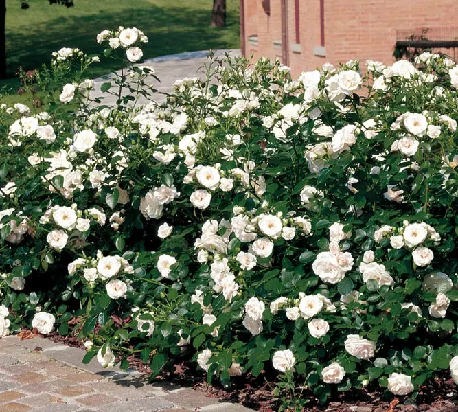 Rosier Aspirin Rose Pot  ** Rosier couvre-sol **