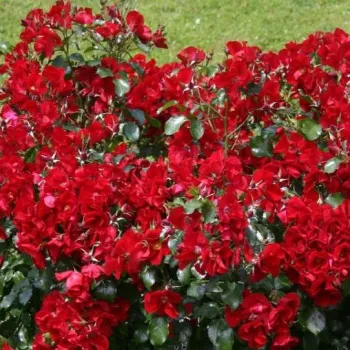 Rosier Apache Pot