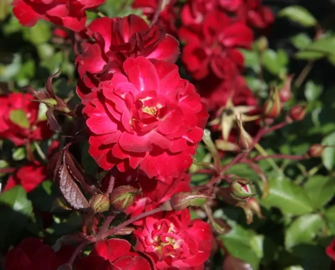 Rosier Fairy Mystic Pot C3Litres ** Résistant aux maladies**